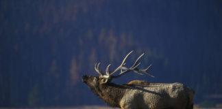 Secretary Bernhardt announces $10.7 million in public-private support for big game migration corridors $2.1 million in grants to state and local partners in six western states have been awarded for conservation activities in big game migration corridors.