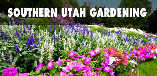 When planning and planting, it is good to remember some general landscaping tips for season-long color.