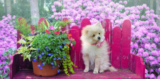 The Independent Southern Utah Adoptable Pets Guide southern utah adoptable pets Cover June 15 2019