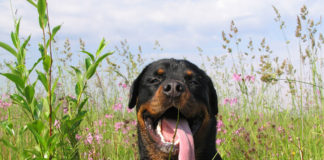 The Independent Southern Utah Adoptable Pets Guide southern utah adoptable pets Cover June 29 2019