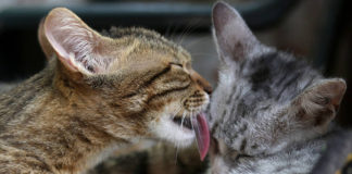 The Independent Southern Utah Adoptable Pets Guide southern utah adoptable pets Cover June 8 2019