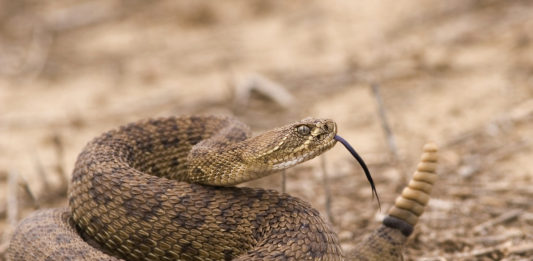 Do you know what you should do if you or someone else is bitten by a venomous snake? Here are six things to consider when living in snake country.