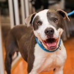 southern utah adoptable pets Ducky