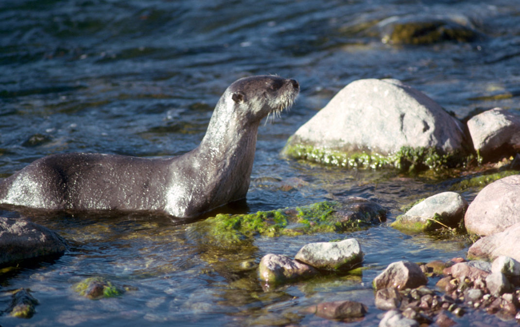 five-wild-animals-you-may-not-know-live-in-utah-the-independent