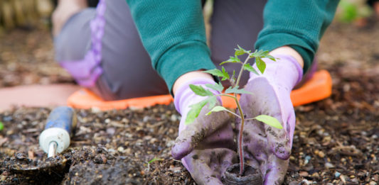 Utah State University Extension provides a Gardener's Almanac checklist for June as well as links for tips and further information.