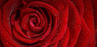 Kayenta Company presents “Shakespeare’s Roses” The Kayenta Company's “Shakespeare’s Roses” starring Richard Hill is an exploration into the human side of Shakespeare that few knew about.