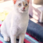 southern utah adoptable pets Sammy