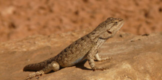 Wildlife Board approves change to allow easier collection of non-venomous native reptiles, amphibians The Utah Wildlife Board approved a new rule that makes it easier for people to collect reptiles and amphibians that they find in the wild.