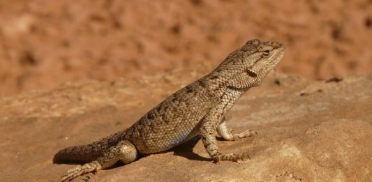 The Utah Wildlife Board approved a new rule that makes it easier for people to collect reptiles and amphibians that they find in the wild.
