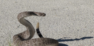 Tips to help stay safe around rattlesnakes Knowing a little about how rattlesnakes behave and doing a few simple things can go a long way in keeping you and the snakes safe.