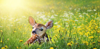 Don’t touch baby deer that you find in the wild If you hike or camp, don't be surprised if you come across a baby deer or elk. So what should you do if you see a baby deer or elk that appears to be alone?