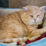 southern utah adoptable pets Bubba