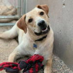 southern utah adoptable pets Bucky