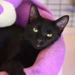 southern utah adoptable pets Catina