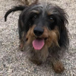 southern utah adoptable pets Chewy
