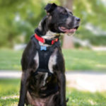 southern utah adoptable pets Chloe