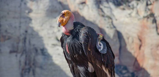 This thousandth condor chick is the product of the efforts of citizens, biologists, and agencies to keep these magnificent birds flying free.
