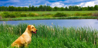 Southern Utah Adoptable Pets Guide southern utah adoptable pets Cover Aug 03 2019