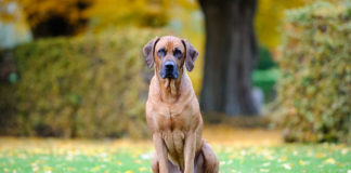 The Independent Southern Utah Adoptable Pets Guide southern utah adoptable pets Cover July 13 2019