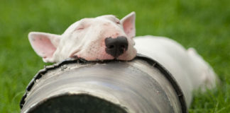 The Independent Southern Utah Adoptable Pets Guide southern utah adoptable pets Cover July 20 2019