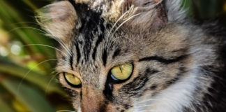 The Independent Southern Utah Adoptable Pets Guide southern utah adoptable pets Cover July 27 2019