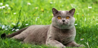 The Independent Southern Utah Adoptable Pets Guide southern utah adoptable pets Cover July 6 2019