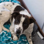 southern utah adoptable pets Delta