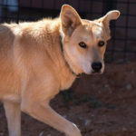 southern utah adoptable pets Eliza