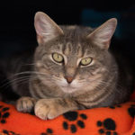 southern utah adoptable pets Indira