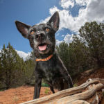 southern utah adoptable pets Kiki