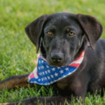 southern utah adoptable pets Lady