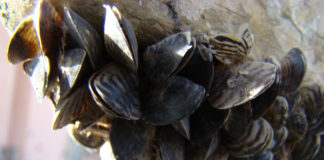 More than 5,800 boats inspected over Pioneer Day weekend to prevent spread of quagga mussels Law enforcement officers, biologists, and technicians had a busy Pioneer Day weekend working to prevent invasive quagga mussels from spreading.