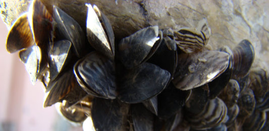 Law enforcement officers, biologists, and technicians had a busy Pioneer Day weekend working to prevent invasive quagga mussels from spreading.