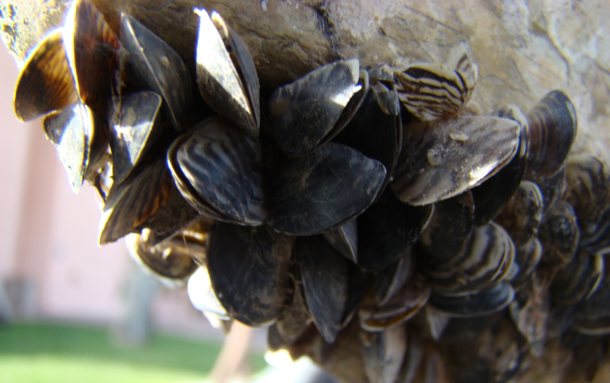 Law enforcement officers, biologists, and technicians had a busy Pioneer Day weekend working to prevent invasive quagga mussels from spreading.
