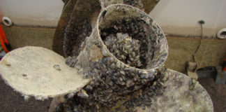 One hundred fifty-seven boats found with quagga mussels, 17 people cited after Independence Day weekend at Lake Powell Law enforcement officers and technicians had a busy Independence Day weekend working to prevent invasive quagga mussels from spreading from Lake Powell.