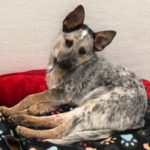 southern utah adoptable pets Rein