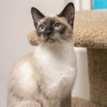 southern utah adoptable pets mokey