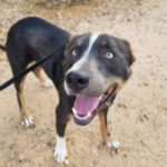 southern utah adoptable pets Styker