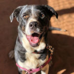 southern utah adoptable pets Trudy