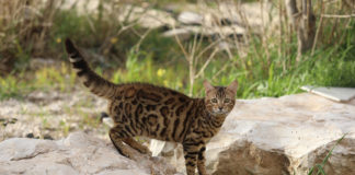 Southern Utah Adoptable Pets Guide southern utah adoptable pets Cover August 10 2019