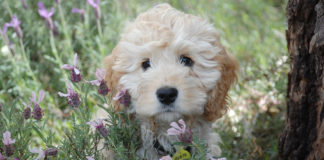 Southern Utah Adoptable Pets Guide southern utah adoptable pets Cover August 17 2019