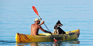 Southern Utah Adoptable Pets Guide southern utah adoptable pets Cover August 24 2019