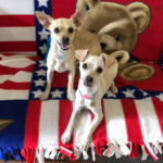 southern utah adoptable pets Dixie and Dot