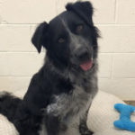 southern utah adoptable pets Shadow 1