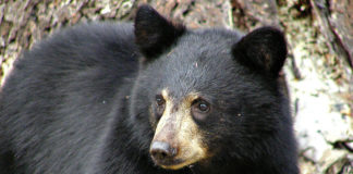Teen attacked by bear in Moab area expected to make full recovery A teen who suffered a bear attack in the Moab area received injuries to his left cheek and left ear. He is expected to make a full recovery.