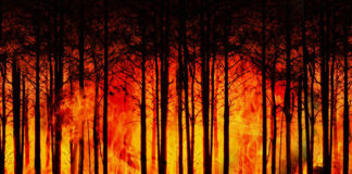 Trumbull Fire update and notice of temporary fire area closure The Trumbull Fire located in the Mt. Trumbull Wilderness is now approximately 505 acres, burning in ponderosa pine, oak brush, pine needle duff, and grass.