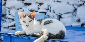 Southern Utah Adoptable Pets Guide southenr utah adoptable pets Cover Sept 28 2019