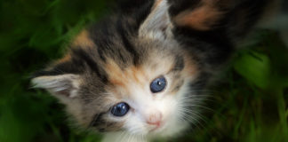 Southern Utah Adoptable Pets Guide southern utah adoptable pets Cover Sept 7 2019