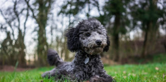 Southern Utah Adoptable Pets Guide southern utah adoptable pets Cover September 21 2019