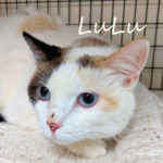 southern utah adoptable pets Lulu2